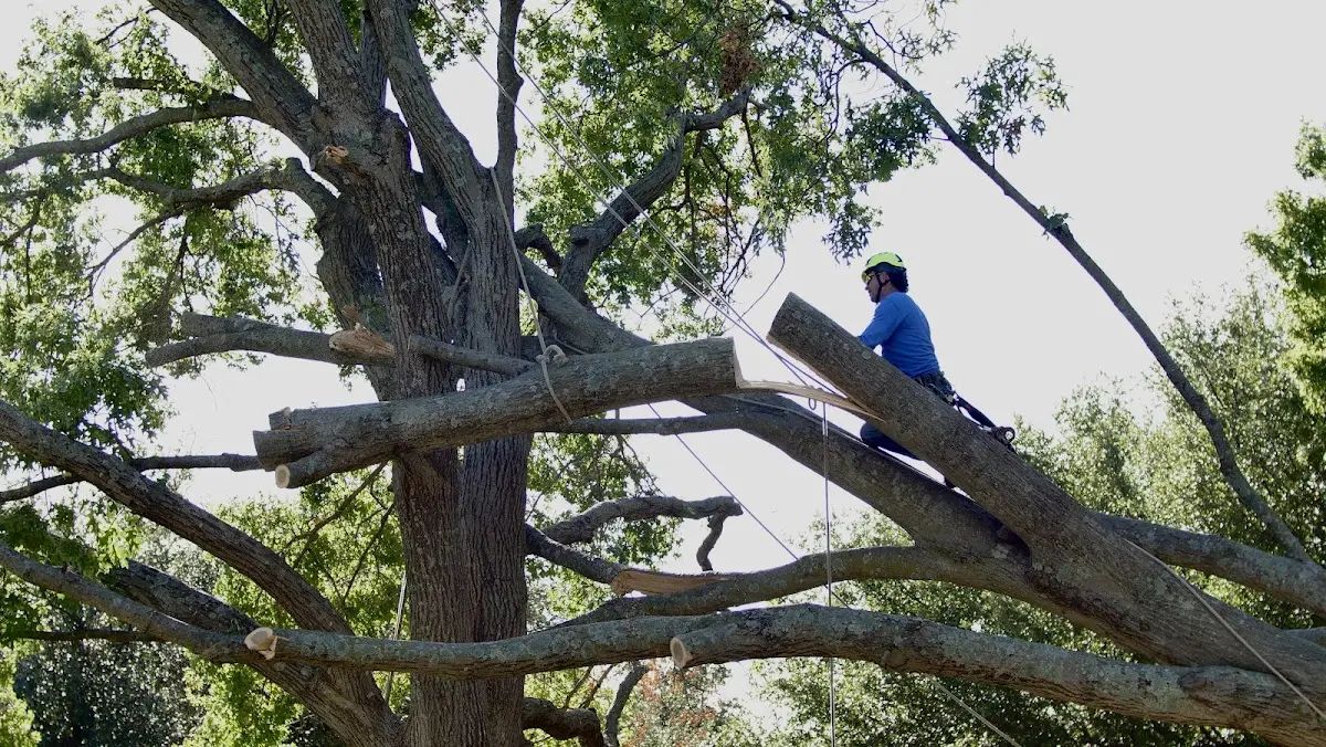 Professional Hazardous Tree Removal performed by certified arborists in Mack
