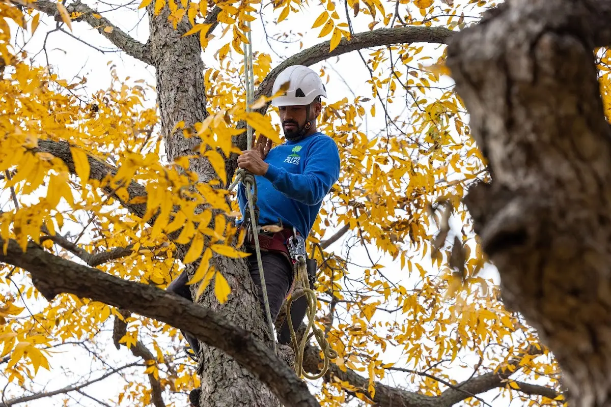 Skilled Tree Pruning crew working in Mack